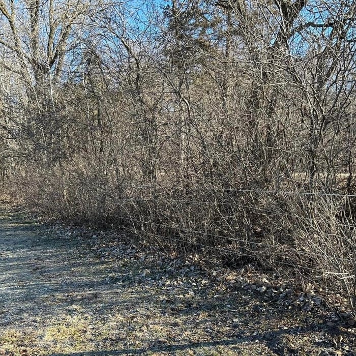 Brush Clearing (After)