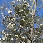 Flowering Tree