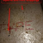 Squirrel and Mice Droppings