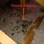 Raccoon Droppings