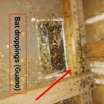 Bat Droppings (Guano)