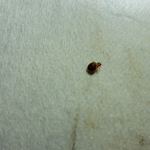 Live bed bug
