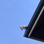 Squirrel eviction