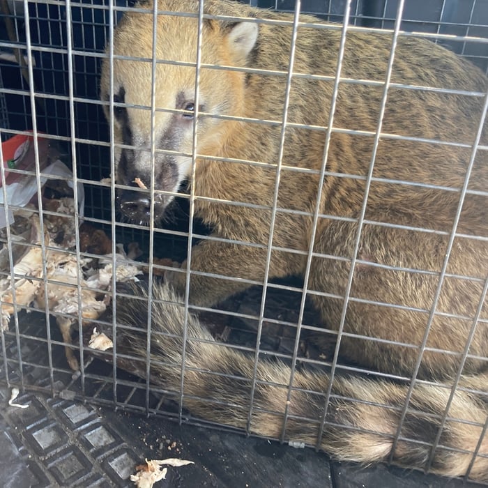 Coati Mundi