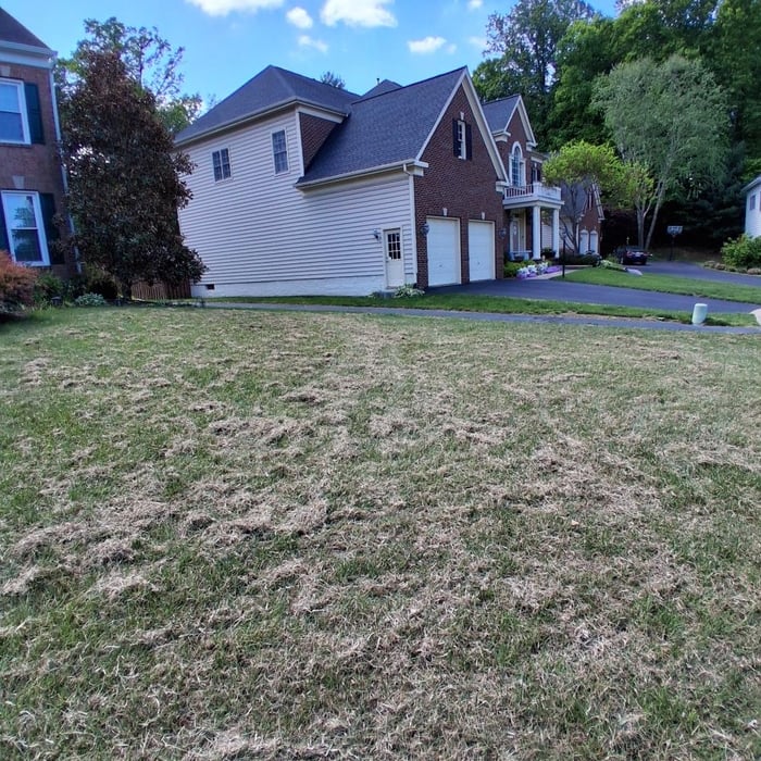 Dethatching