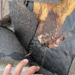 Rooted wood