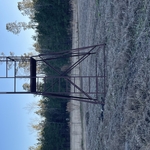 deer stsnd
