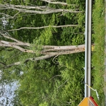 Tree Removal