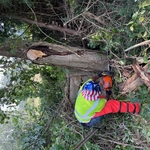 Tree Removal
