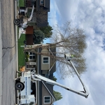 Tree projects