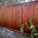 Staining