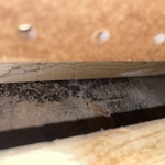 Black mold inside closet