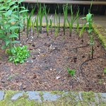 Deck planter - Before