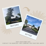 Tree Removal Near Home