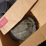 snapping turtle