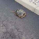 snapper