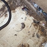 mice nest