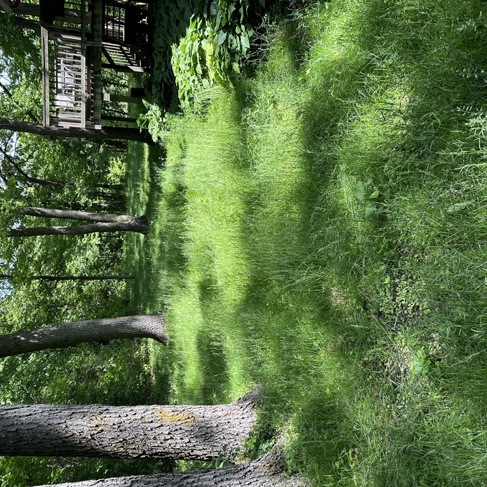 Side yard