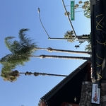 tree Service