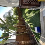 tree Service