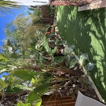 tree Service
