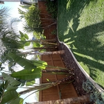 tree Service