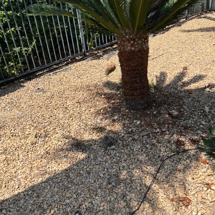 tree Service