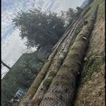 Ivan's Tree Removal Services LLC