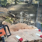 Ivan's Tree Removal Services LLC