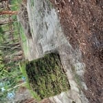 Sod Laying