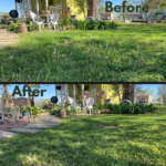 mowing backyard before and after