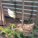 Westin Hotel (Hardscape)