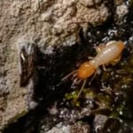Termites
