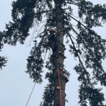 Tree Removal