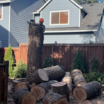 Tree Removal