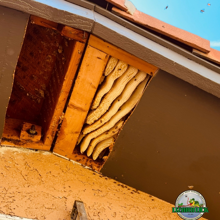Bee and Honeycomb removal