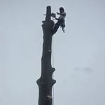 Tree Removal