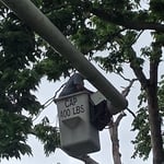 Tree Removal