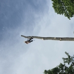 Tree Removal