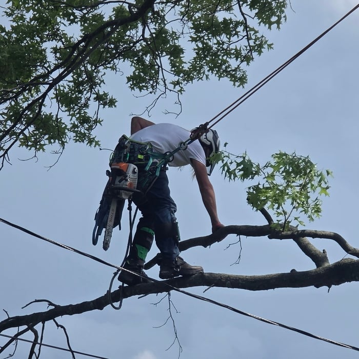 Tree Removal