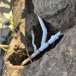 Imperious plumbing