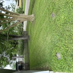 Lawn