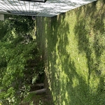 Lawn