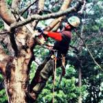 Tree Removal