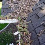 clogged gutters
