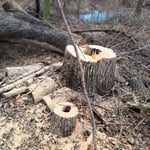 remover arboles