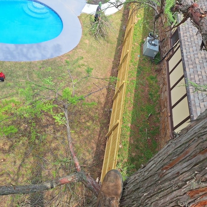 remover arboles