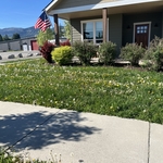 Front Yard- before