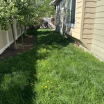 Side yard - Before