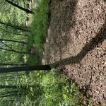 Backyard clearing